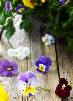 Penséer ätliga blommor
